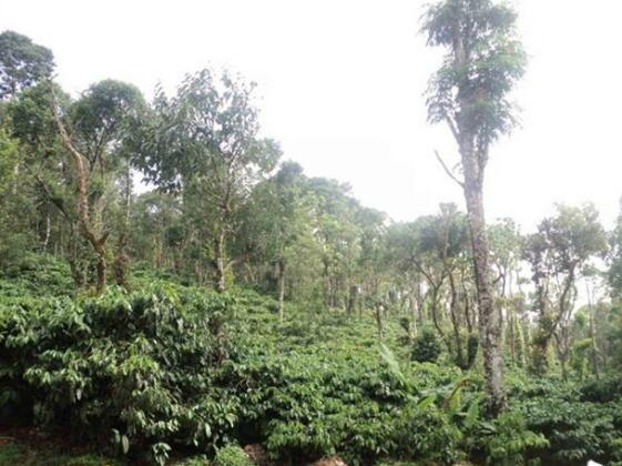 Aanchal Estate Stay - Photo5