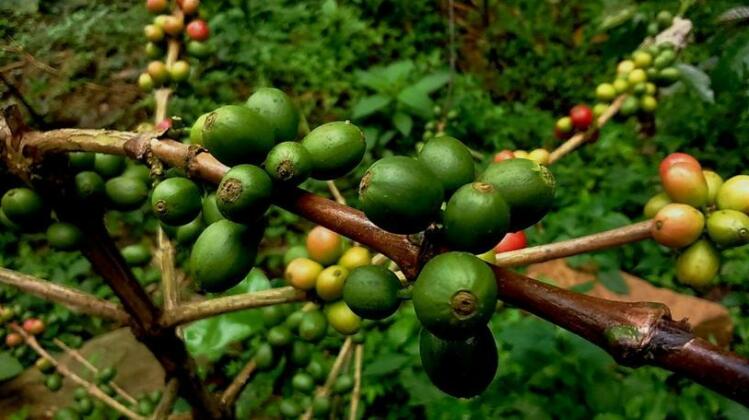 Forest Valley Coorg - Photo3