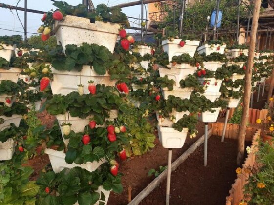 Berryfresh - Photo5