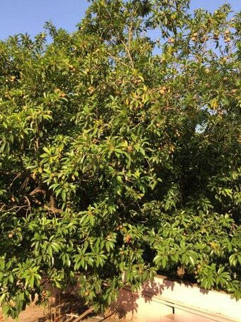DEEPLATA Nivas Nyahari - Photo3