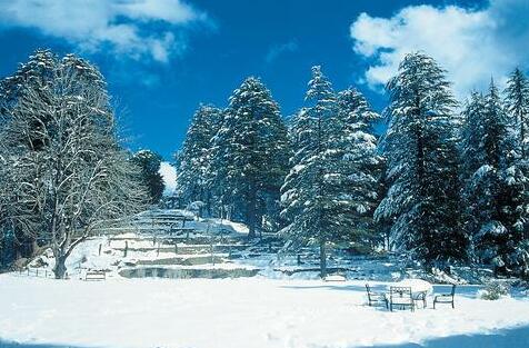 Wildflower Hall Shimla - Photo5