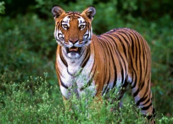 Tiger Paw Resort - Photo2