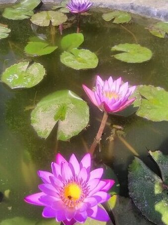 Blackcherry Munnar