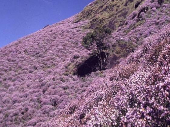 Spring Dale Resort - Photo5