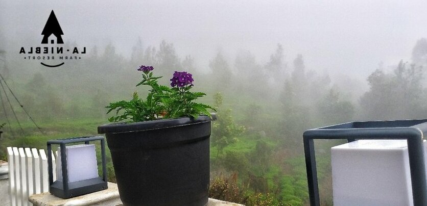 La Niebla Farm Resort - Photo4
