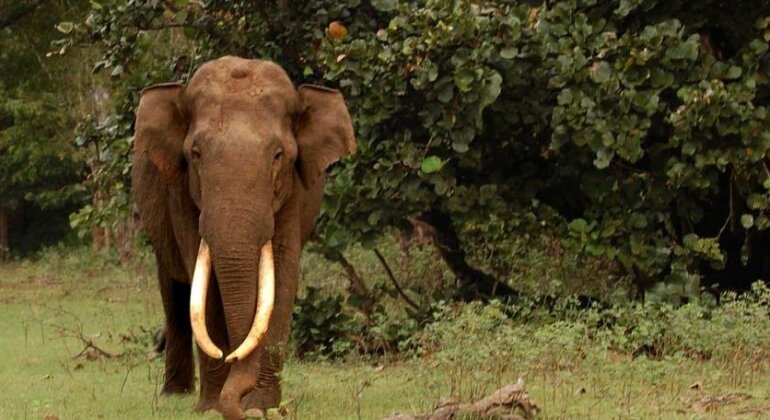 Wild Walkers Ooty - Photo4