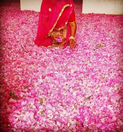 Hotel Sparrow Pushkar - Photo5