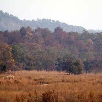 Forrest Raja ji National Park Rishikesh - Photo4
