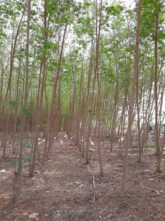 Vicky's Nature Farm Camp Sabbavaram - Photo4