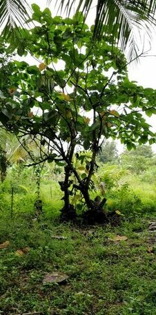 Sugamya Farm Guesthouse - Photo2
