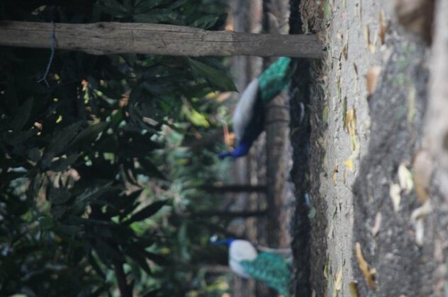 Gir Van Farm - Photo3