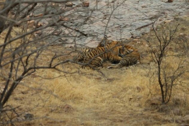 Tiger Regency Resort - Photo3