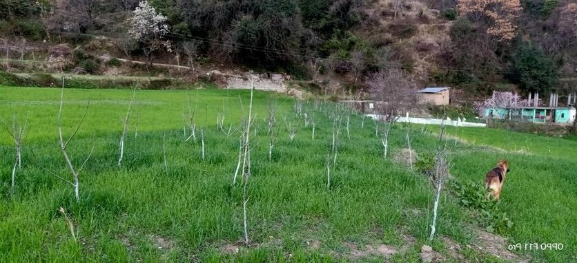 Shanti jungle cottages - Photo5