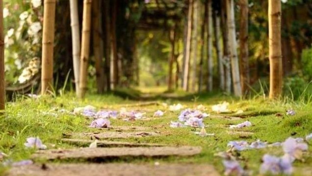 Yoga Dhaama Retreats - Photo5