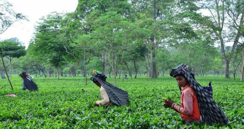 Saraswatipur Tea Resort - Photo2