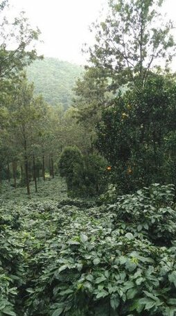 StaySimple Spicefarm - Photo3