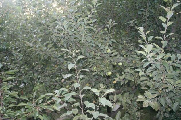 Green Fields Srinagar - Photo5
