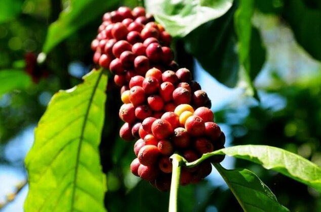 Roshview Retreat Wayanad - Photo5