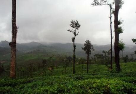 Sanjeevani Resort - Photo3