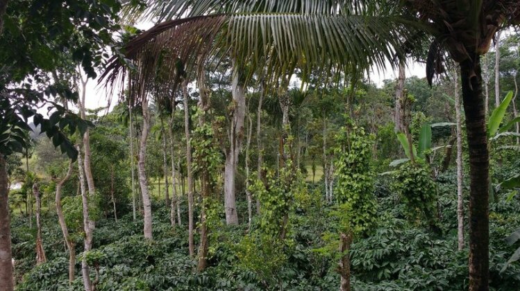 Homestay - Elephant Trail Coorg - Photo3