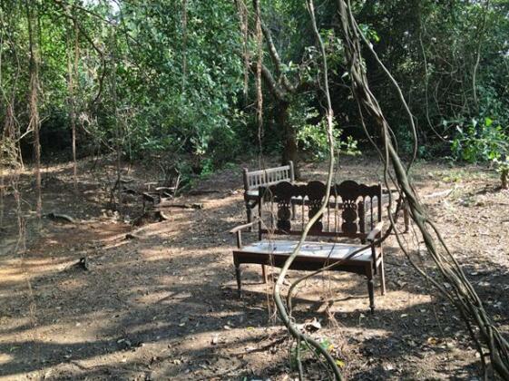Magic Forest - Photo5