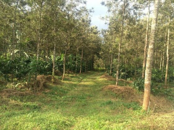 The Backpacker's Homestay - Coorg - Photo5