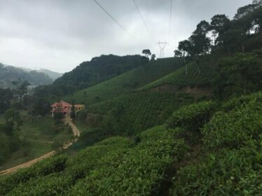 Tea Trees Service Villas