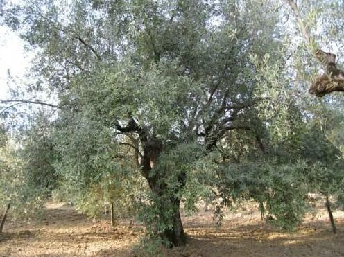 La Locanda di Campagna - Photo4