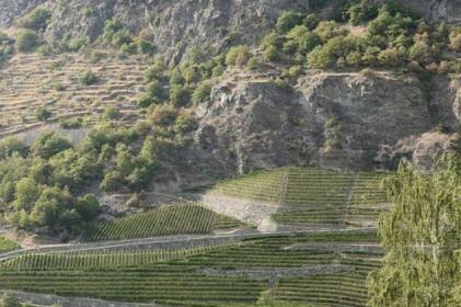 View of the vineyards