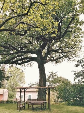 La quercia di Aorivola - Photo4