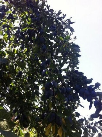 B&B Dai Nonni - Photo3
