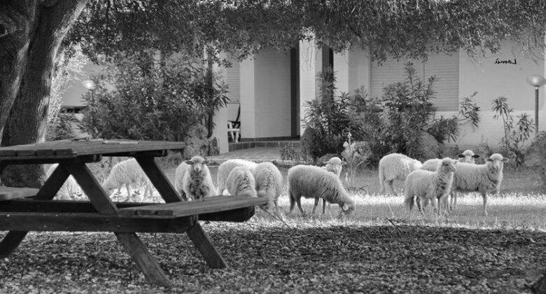 Turismo Rurale Su Cuile - Photo2
