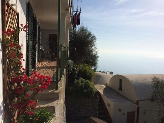 Amalfi Coast Bougainvillea - Photo2