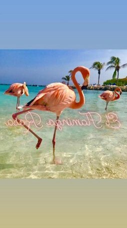 El Flamingo Rosa - Photo2