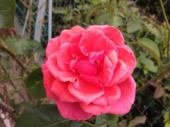 Affittacamere Le Rose Imola - Photo3
