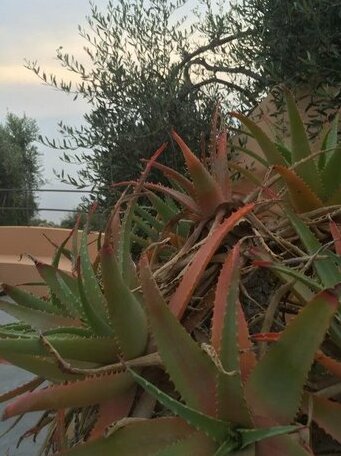 Maison d'Olive - Photo4