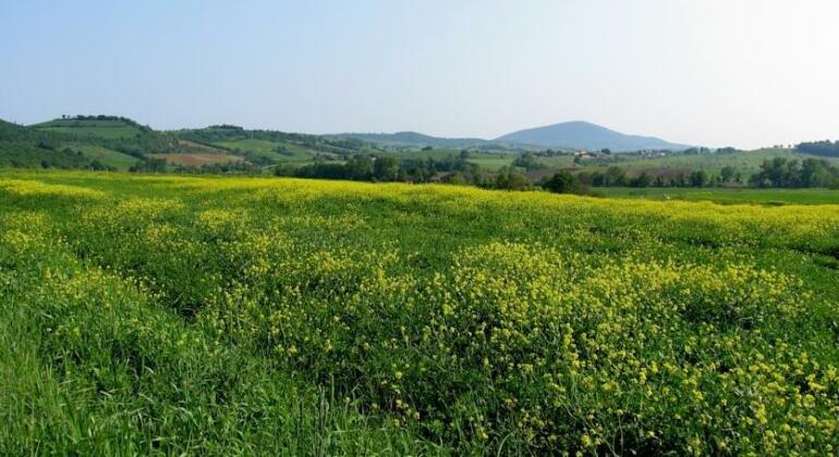 Poggio Della Quercia - Photo5