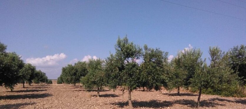 Bertolino Le Giache Bianche - Photo5