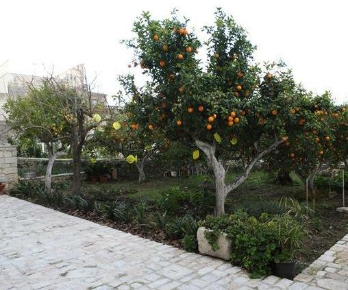 B&B Il Giardino Dei Mandarini - Photo5