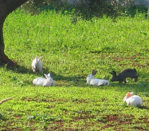 Agritria Di Umberto Anglisani - Photo5