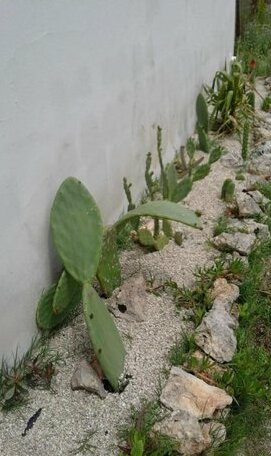 Tenuta Il Fico - Photo5