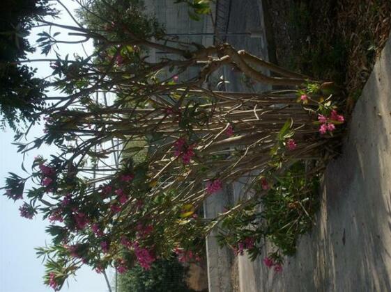 Al tegolaio - Photo4