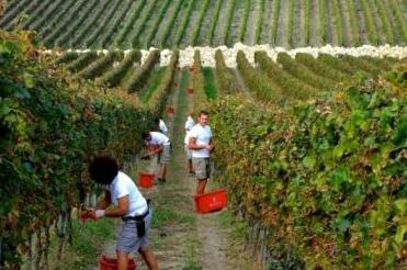 Borgo Conde Wine Resort - Photo4