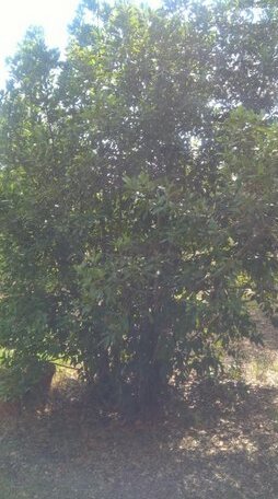 Casa Monika Pula - Photo3