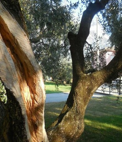 Olive Tree House Riva del Garda - Photo2