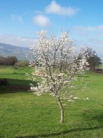 Agriturismo Forgione - Photo5