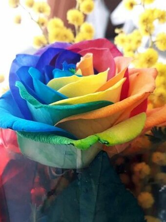 Arcobaleno Magico - Photo5