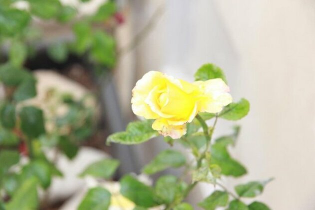 Canton delle Rose - Photo5