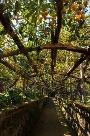 Sorrento Lemons View - Photo3