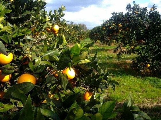 Agriturismo Su Canonigu - Photo3